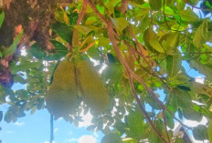 Nangka Muda Baik untuk Pencernaan Manusia 