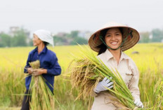 Jawa Timur Pimpin Produksi Padi 2026, Bagaimana Performa Daerah Lain?