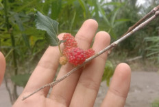Manfaat Buah Murbei bagi Kesehatan Tubuh, Cek Disini!