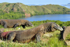 Pesona Taman Nasional Komodo Diakui Dunia, Peringkat Kedua Terindah di Bumi