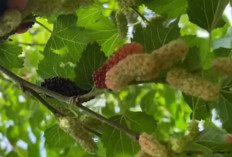 Ini Manfaat Buah Arbei untuk Kesehatan Tubuh yang Jarang Diketahui