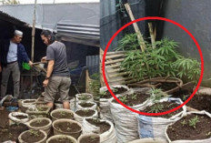  Satresnarkoba Polres Rejang Lebong Bongkar Kebun Ganja Mini di Dalam Rumah
