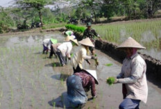  Bulog Rejang Lebong Serap Maksimal Gabah Petani
