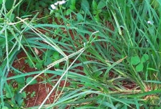 Ini Manfaat Rumput Belulang untuk Kesehatan Manusia yang Bisa Dimanfaatkan