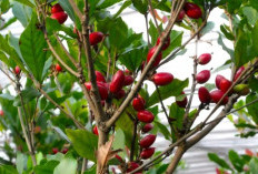  Tak Sekadar Unik, Ini Khasiat Miracle Berry bagi Tubuh