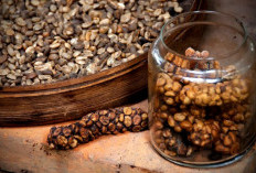 Poop Coffee, Fenomena Kopi dari Kotoran Hewan yang Jadi Komoditas Termahal di Dunia
