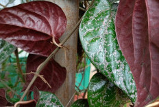 Rebusan Daun Sirih Merah Baik untuk Kesehatan, Mitos atau Fakta?