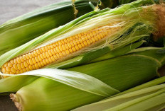  Tips Praktis Menyimpan Jagung agar Tidak Cepat Rusak