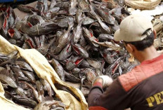 Menuai Kontroversi, Begini Pandangan MUI soal Penanganan Ikan Sapu-Sapu di Jakarta