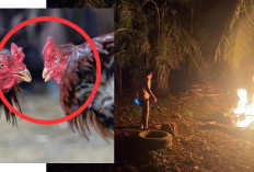 Tak Berkutik, Aktivitas Sabung Ayam di Rejang Lebong Dibubarkan Aparat