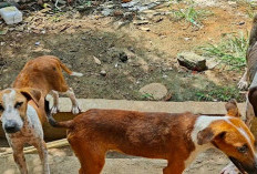  Kasus Gigitan Anjing Liar Terulang, Warga Curup Utara Jadi Korban