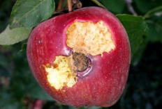 Jangan Sembarangan Makan Buah Jatuh, Ini Risiko Virus Nipah Menurut Dokter Anak