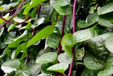 Kaya Antioksidan, Ini Deretan Manfaat Daun Binahong Merah bagi Tubuh