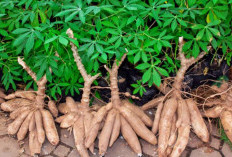  Ubi Racun Bisa Berbahaya, Ini Cara Detoksifikasi yang Tepat dan Aman