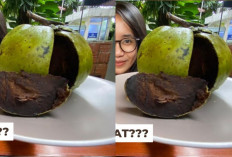 Manfaat Buah Black Sapote untuk Kesehatan Tubuh, Cek Disini!
