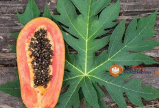 Khasiat Pepaya bagi Tubuh Bayi Anda ﻿