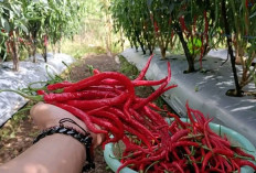 Tips Tanam Cabe Dirumah agar Berbuah Lebat 
