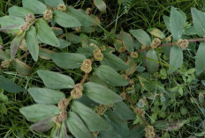  Tumbuh di Pekarangan, Patikan Kebo Menyimpan Manfaat Tak Terduga