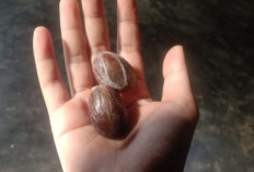 Khasiat Buah Pala bagi Kesehatan Tubuh