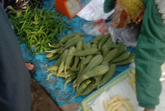 Khasiat Buah Gambas bagi Kesehatan Tubuh Lansia, Cek Disini!