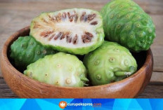 Manfaat Mengkudu bagi Kesehatan Tubuh Ibu Hamil