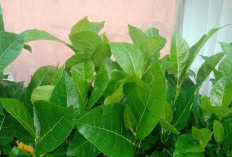 Khasiat Daun Awar - Awar bagi Kesehatan Tubuh 