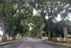 Dinilai Membahayakan, Dewan Minta Pohon Tua di Jalan Sukowati Ditertibkan DLH