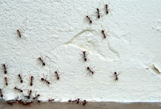 Atasi Semut Mengganggu di Rumah? Ini Penyebab dan Tips Ampuh Mengusirnya