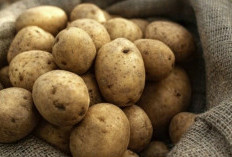 Murah dan Mudah! Ini Cara Manfaatkan Kentang untuk Kulit Glowing