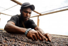   Kopi Tiom Lanny Jaya Tembus Pasar Nasional, Ini Rahasia di Baliknya
